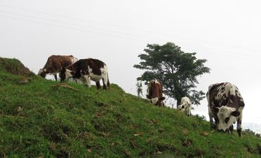 VENDO FINCA EN SAN ANTONIO DE TEQUENDAMA - LA VICTORIA