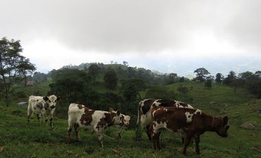 VENDO FINCA EN SAN ANTONIO DE TEQUENDAMA - LA VICTORIA