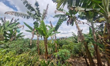 Finca Productiva Ulloa Valle del Cauca