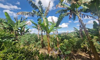 Finca Productiva Ulloa Valle del Cauca
