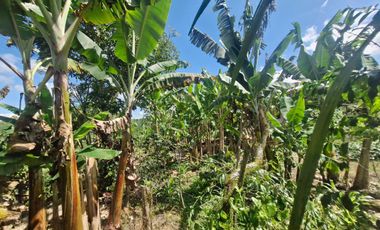 Finca Productiva Ulloa Valle del Cauca