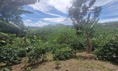 Finca Productiva Ulloa Valle del Cauca
