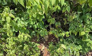 DIJUAL TANAH MURAH JL MUNDEH – KUTUH, BALI