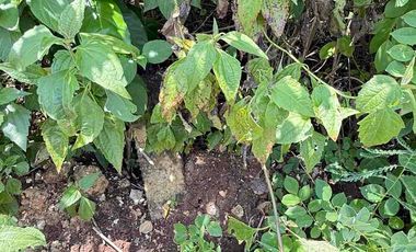 DIJUAL TANAH MURAH JL MUNDEH – KUTUH, BALI