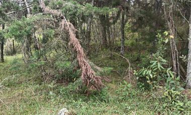 lote independiente en venta el retiro antioquia