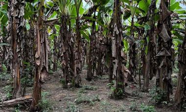 se vende finca con río Guachaca