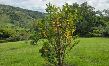 SE VENDE FINCA CON DOS CASAS EN TERRENO DE 7.846 MT- SILVANIA CUNDINAMARCA