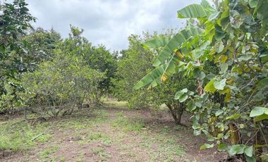 Propiedad en venta con 5.000m2 de terreno plano en el Valle de Yunguilla - Santa Isabel Ec.