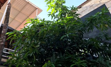 DIJUAL CEPAT! Rumah Mewah Denpasar 565m² + Private Pool, 7 Kamar, Siap Huni, 7,9 M Nego