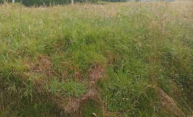 Se vende 11.5 Hectáreas en el centro de Tulcan Carchi Ecuador URBANAS