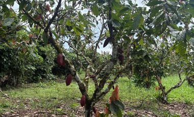 Se Vende Finca  en Loreto Provincia de Orellana  8.8480  Hectáreas de Superficie Total con Producción de Cacao