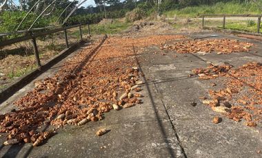 Se Vende Finca  en Loreto Provincia de Orellana  8.8480  Hectáreas de Superficie Total con Producción de Cacao