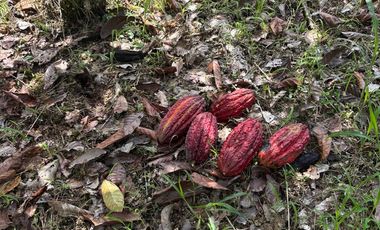 Se Vende Finca  en Loreto Provincia de Orellana  8.8480  Hectáreas de Superficie Total con Producción de Cacao