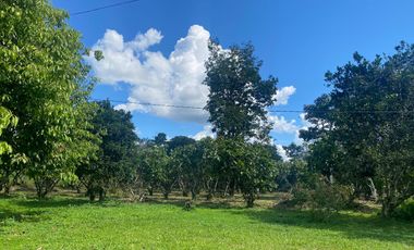 Se Vende Finca  en Loreto Provincia de Orellana  8.8480  Hectáreas de Superficie Total con Producción de Cacao