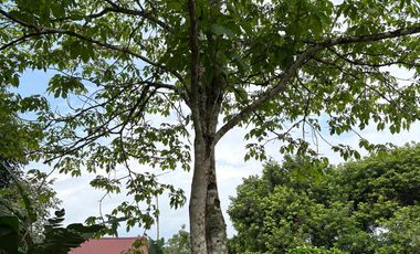 Se Vende Finca  en Loreto Provincia de Orellana  8.8480  Hectáreas de Superficie Total con Producción de Cacao
