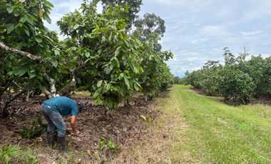 Se Vende Finca  en Loreto Provincia de Orellana  8.8480  Hectáreas de Superficie Total con Producción de Cacao