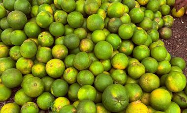 Se Vende Finca  en Loreto Provincia de Orellana  8.8480  Hectáreas de Superficie Total con Producción de Cacao