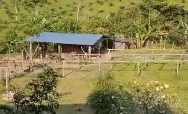 SE VENDE FINCA CON ABACÁ EN PRODUCCION, EN MONTERREY - LA CONCORDIA
