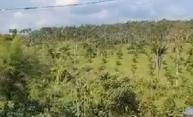 SE VENDE FINCA CON ABACÁ EN PRODUCCION, EN MONTERREY - LA CONCORDIA
