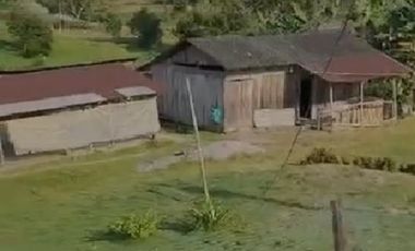 SE VENDE FINCA CON ABACÁ EN PRODUCCION, EN MONTERREY - LA CONCORDIA