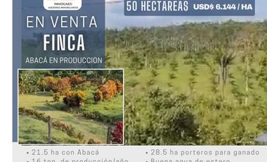 SE VENDE FINCA CON ABACÁ EN PRODUCCION, EN MONTERREY - LA CONCORDIA
