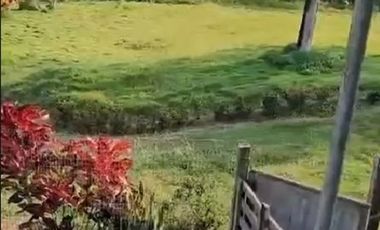 SE VENDE FINCA CON ABACÁ EN PRODUCCION, EN MONTERREY - LA CONCORDIA
