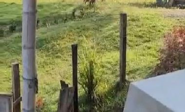 SE VENDE FINCA CON ABACÁ EN PRODUCCION, EN MONTERREY - LA CONCORDIA