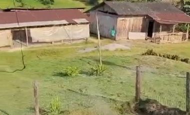 SE VENDE FINCA CON ABACÁ EN PRODUCCION, EN MONTERREY - LA CONCORDIA