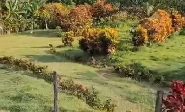 SE VENDE FINCA CON ABACÁ EN PRODUCCION, EN MONTERREY - LA CONCORDIA
