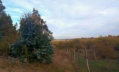 Se Vende Parcela En San Nicolás A 15 Minutos De Chillán