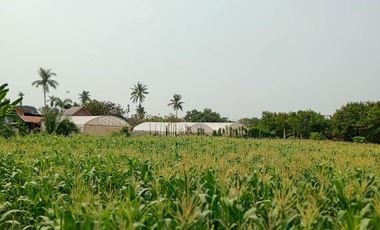 Land for sale in Tha Yang, Phetchaburi (4 Rai or about 1.6 Acre)