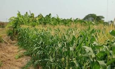 Land for sale in Tha Yang, Phetchaburi (4 Rai or about 1.6 Acre)