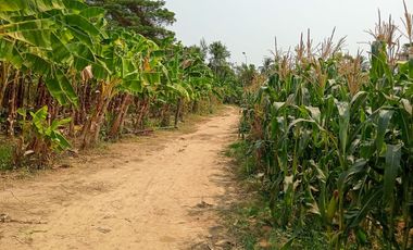 Land for sale in Tha Yang, Phetchaburi (4 Rai or about 1.6 Acre)