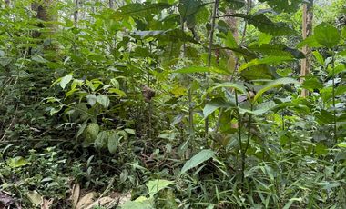Venta de Finca , 116 Ha en  Pedro Vicente Maldonado. Ecuador.