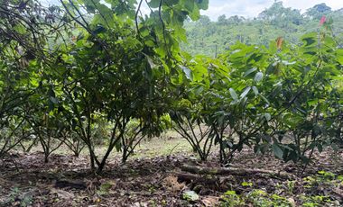 Venta de Finca , 116 Ha en  Pedro Vicente Maldonado. Ecuador.