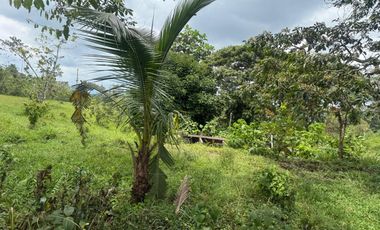 Venta de Finca , 116 Ha en  Pedro Vicente Maldonado. Ecuador.