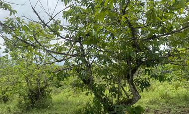 Venta de Finca , 116 Ha en  Pedro Vicente Maldonado. Ecuador.