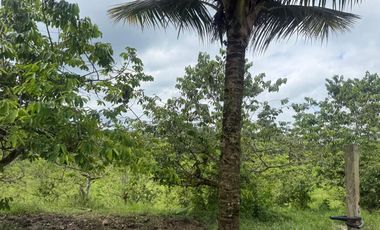 Venta de Finca , 116 Ha en  Pedro Vicente Maldonado. Ecuador.
