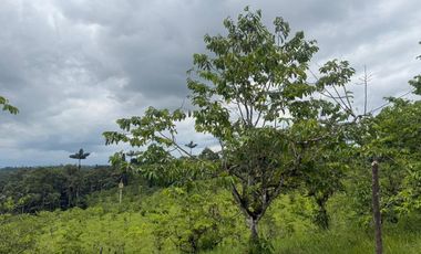 Venta de Finca , 116 Ha en  Pedro Vicente Maldonado. Ecuador.