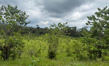 Venta de Finca , 116 Ha en  Pedro Vicente Maldonado. Ecuador.