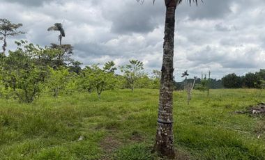 Venta de Finca , 116 Ha en  Pedro Vicente Maldonado. Ecuador.