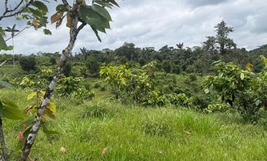 Venta de Finca , 116 Ha en  Pedro Vicente Maldonado. Ecuador.