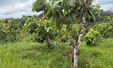 Venta de Finca , 116 Ha en  Pedro Vicente Maldonado. Ecuador.