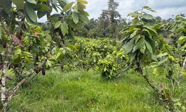 Venta de Finca , 116 Ha en  Pedro Vicente Maldonado. Ecuador.