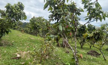 Venta de Finca , 116 Ha en  Pedro Vicente Maldonado. Ecuador.