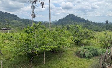 Venta de Finca , 116 Ha en  Pedro Vicente Maldonado. Ecuador.