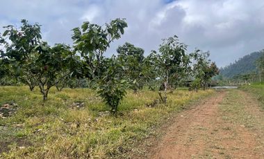 Venta de Finca , 116 Ha en  Pedro Vicente Maldonado. Ecuador.