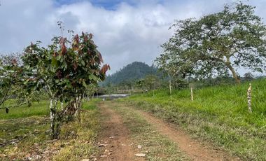 Venta de Finca , 116 Ha en  Pedro Vicente Maldonado. Ecuador.