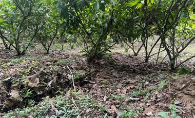 Venta de Finca , 116 Ha en  Pedro Vicente Maldonado. Ecuador.