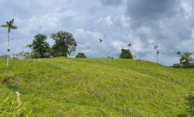 Venta de Finca , 116 Ha en  Pedro Vicente Maldonado. Ecuador.